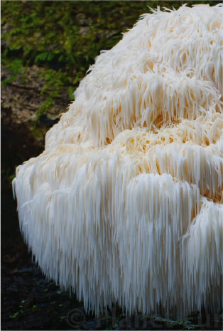 REAL ORGANIC FRUITING BODY MUSHROOMS, NOT MYCELIUM
